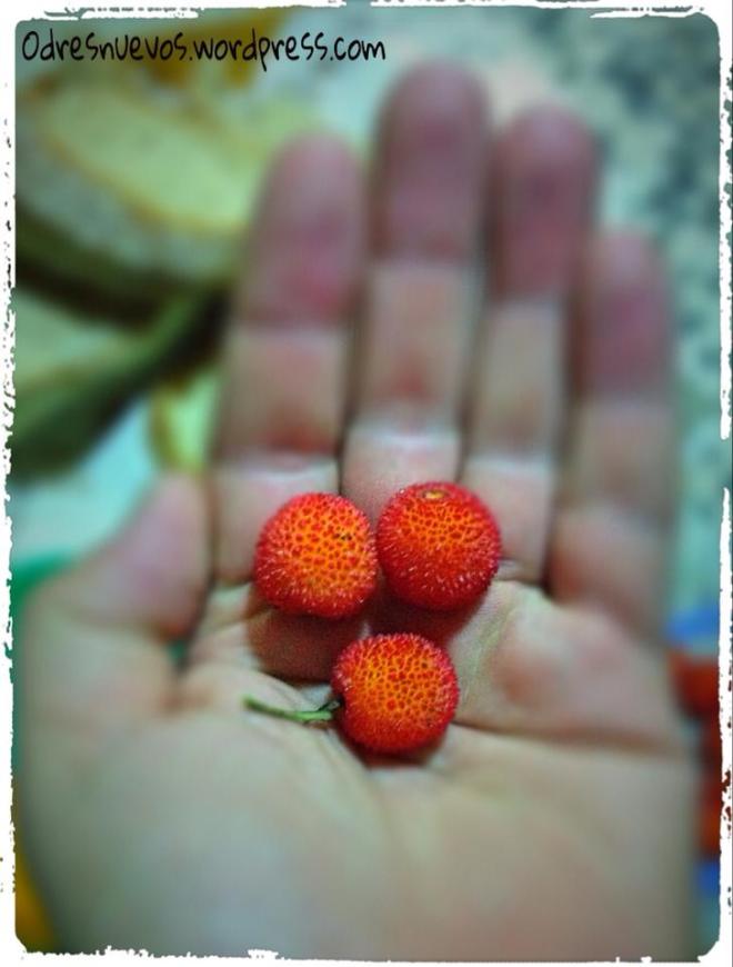 Madroños - Odres Nuevos