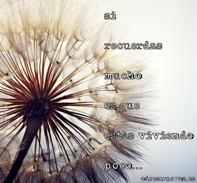 big dandelion on a blue background