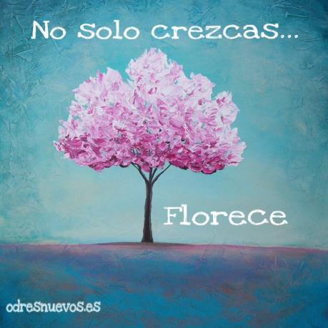 odresnuevos-no-solo-crecer